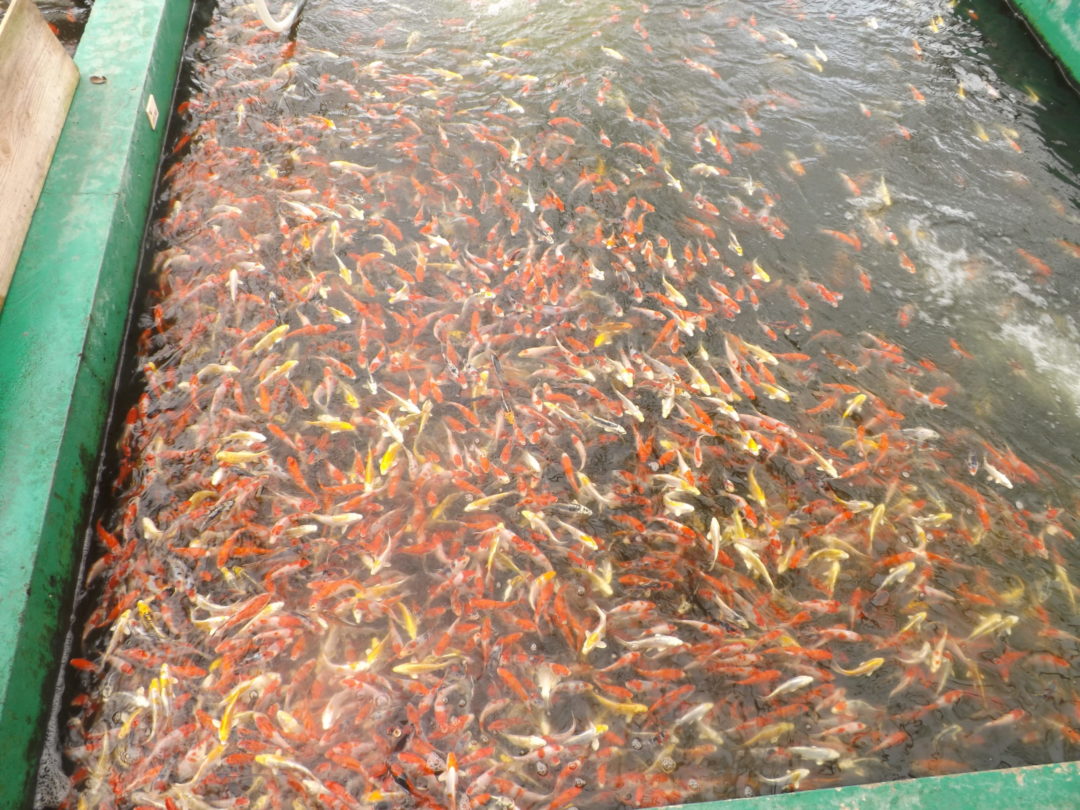 Quelle nourriture pour mes poissons rouges en bassin d'extérieur