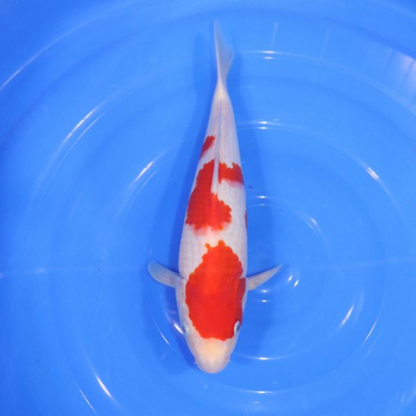 Carpe Koi japonaise Kohaku 33cm