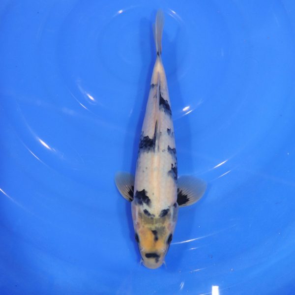 Carpe Koi japonaise Shiro Utsuri 30cm