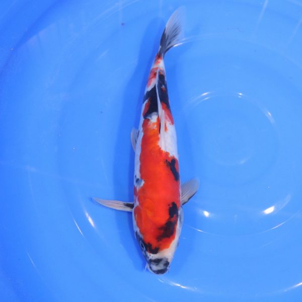 Carpe Koi japonaise Showa Doitsu 30cm