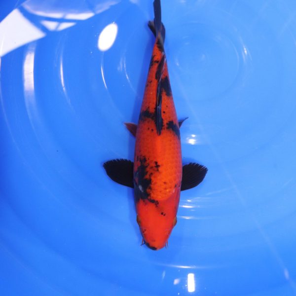 Carpe Koi japonaise Hi Utsuri 29cm