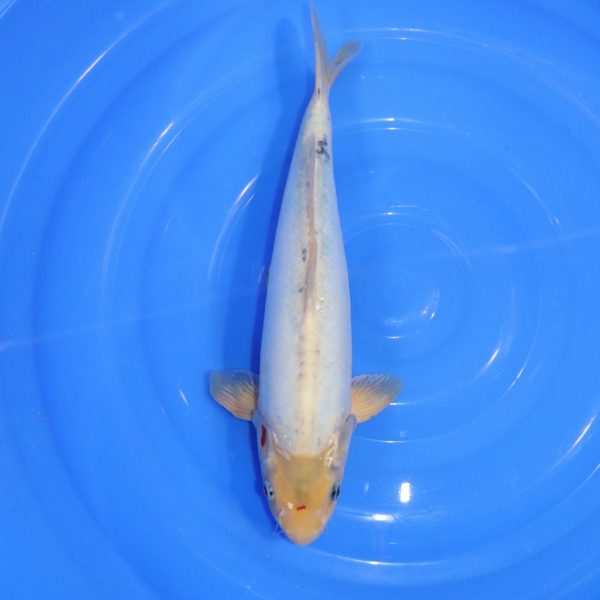 Carpe Koi japonaise Sanke Doitsu 40cm