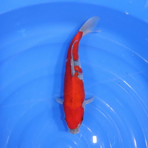 Carpe Koi japonaise Goshiki 31cm