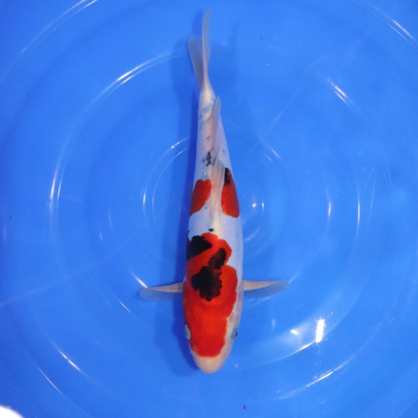 Carpe Koi japonaise Sanke doitsu 26cm