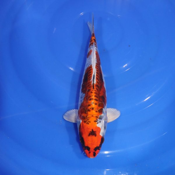 Carpe Koi japonaise Kujaku Doitsu 28cm