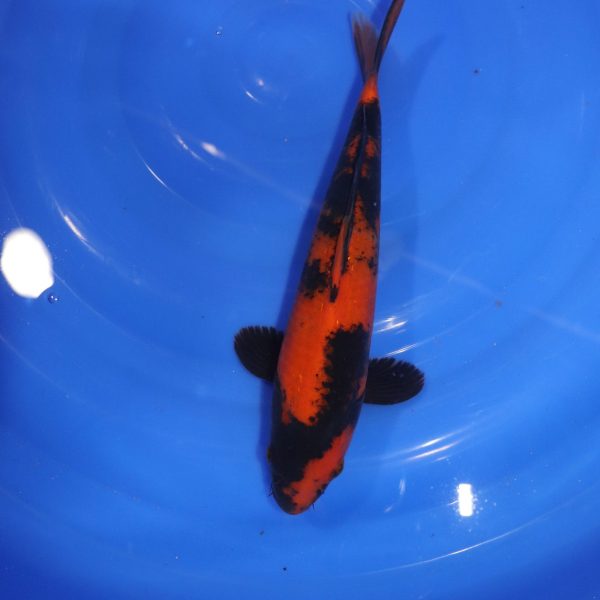 Carpe Koi japonaise Hi Utsuri 29cm