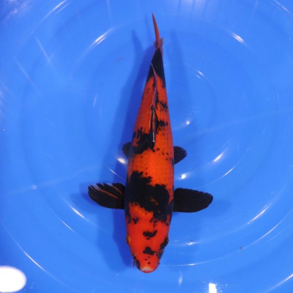 Carpe Koi japonaise hi utsuri 30cm