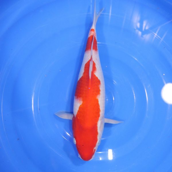 Carpe Koi japonaise Kohaku 35cm