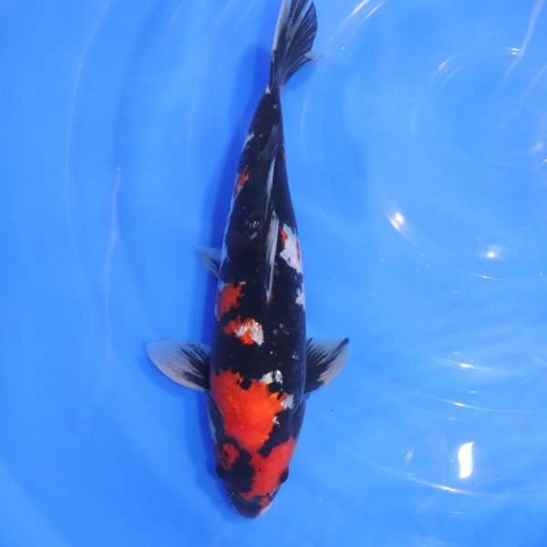 Carpe Koi japonaise Showa Ginrin 33cm