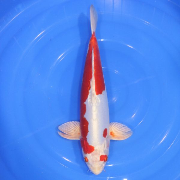 Carpe Koi japonaise Kikusui 39cm