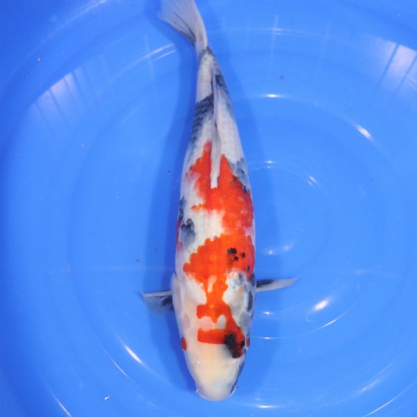 Carpe Koi japonaise Showa 40cm