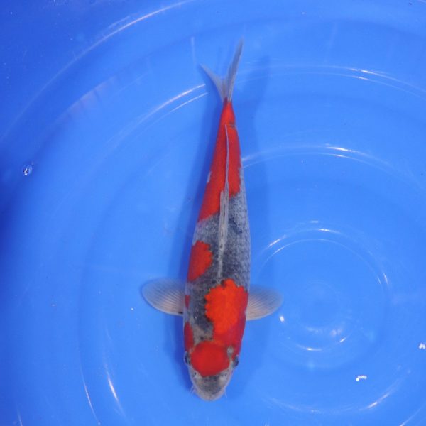 Carpe Koi japonaise Goshiki 30cm