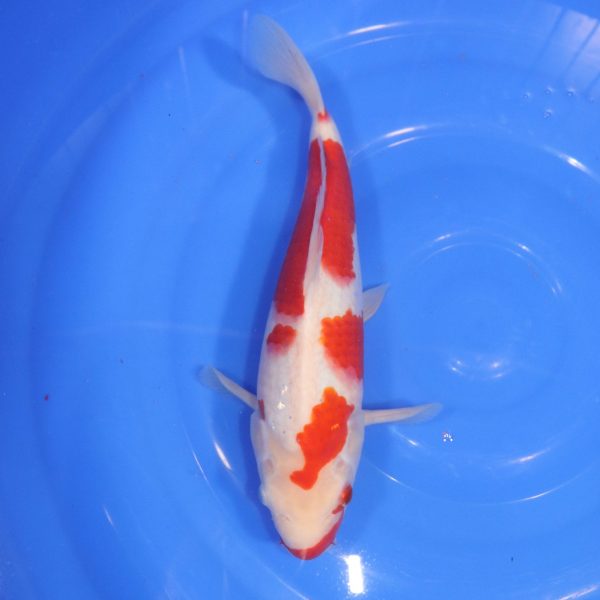 Carpe Koi japonaise Kohaku 32cm