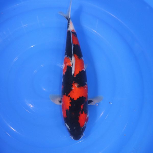 Carpe Koi japonaise Showa 43cm