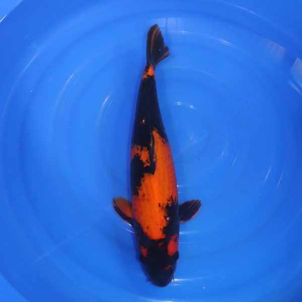 Carpe Koi japonaise Hi Utsuri 45cm