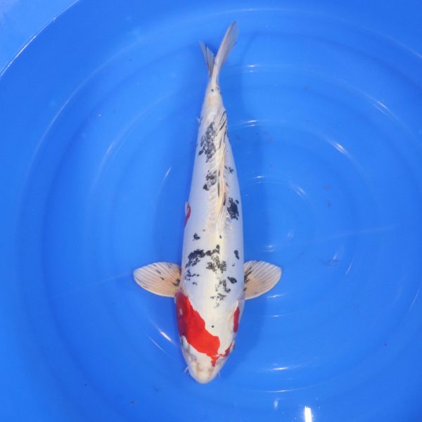 Carpe Koi japonaise Yamato Nishiki 44cm