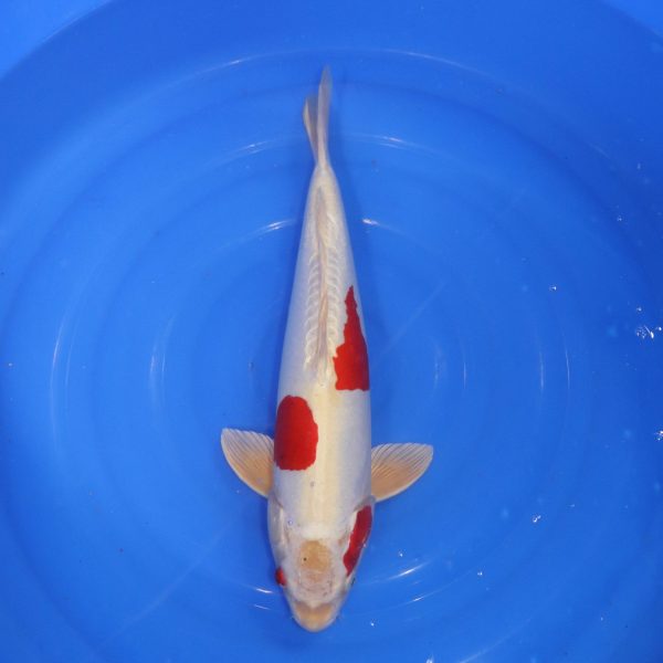 Carpe Koi japonaise Kikusui 46cm