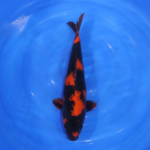 Carpe Koi japonaise Hi Utsuri 44cm