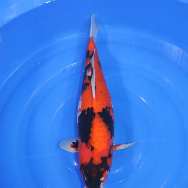 Carpe Koi japonaise Showa 47cm