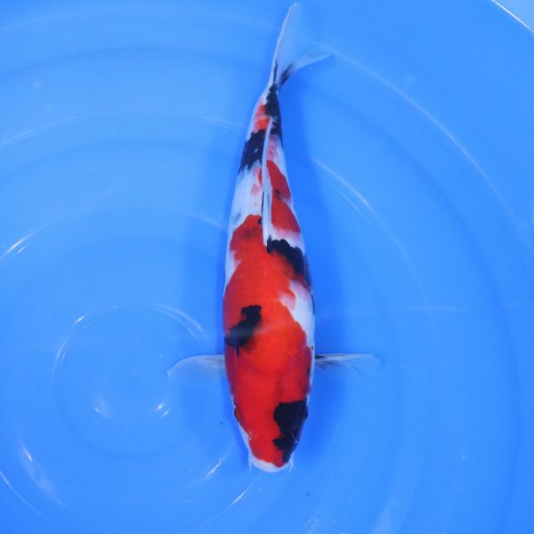 Carpe Koi japonaise Showa 36cm