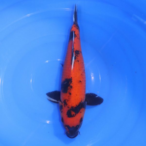 Carpe Koi japonaise Hi Utsuri  35cm