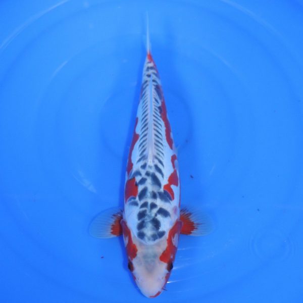 Carpe Koi japonaise Shusui  34cm