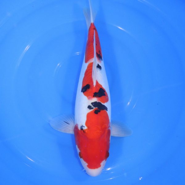 Carpe Koi japonaise Sanke Doitsu 35cm