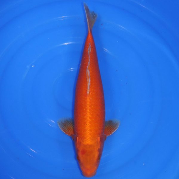 Carpe Koi japonaise Oranji 45cm