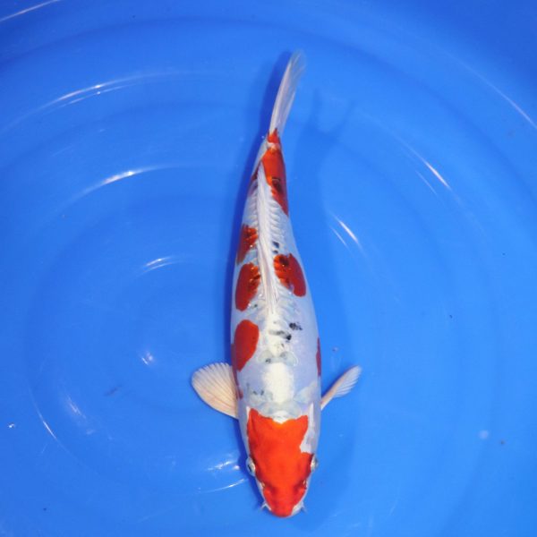 Carpe Koi japonaise Yamato Nishiki 32cm