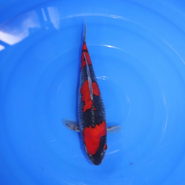 Carpe Koi japonaise Goshiki 30cm