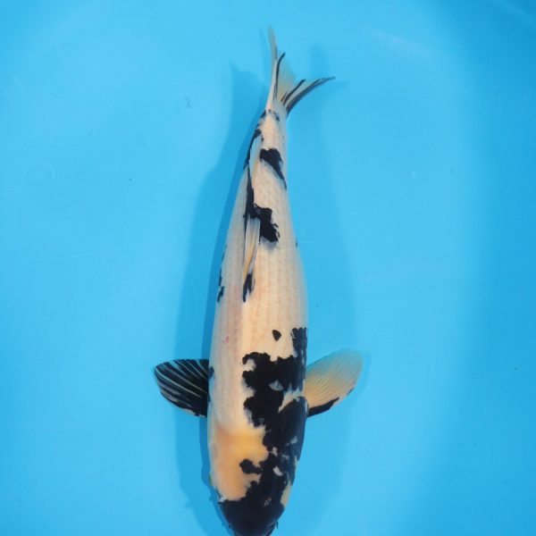 Carpe Koi japonaise Shiro Utsuri 49cm