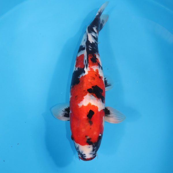 Carpe Koi japonaise Showa 58cm