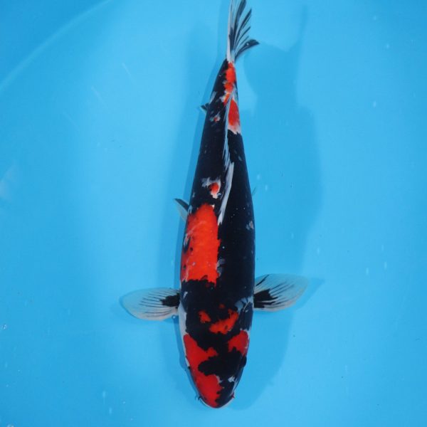 Carpe Koi japonaise Showa 54cm