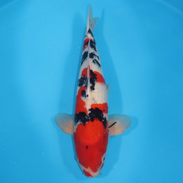 Carpe Koi japonaise Sanke 57cm