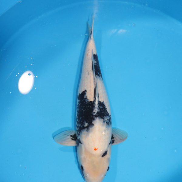 Carpe Koi japonaise Shiro Utsuri 64cm