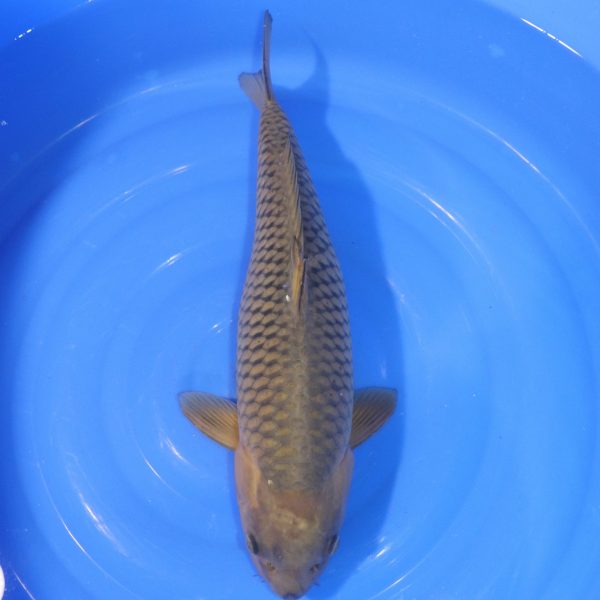 Carpe Koi japonaise Soragoi 49cm