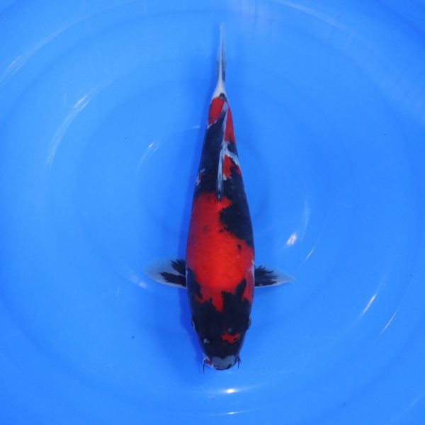 Carpe Koi japonaise Showa 31cm