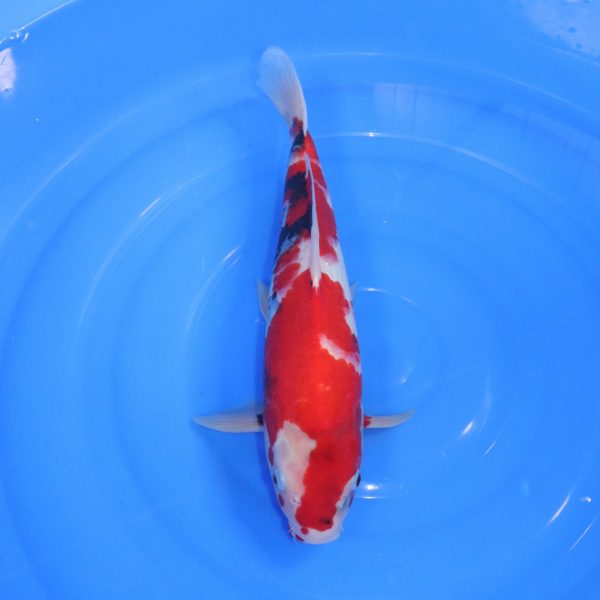 Carpe Koi japonaise Showa 41cm