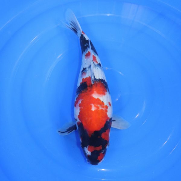 Carpe Koi japonaise Showa 38cm