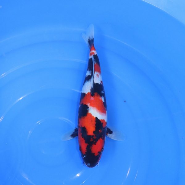 Carpe Koi japonaise Showa 36cm