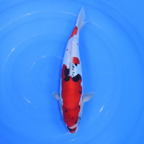 Carpe Koi japonaise Showa doitsu 38cm