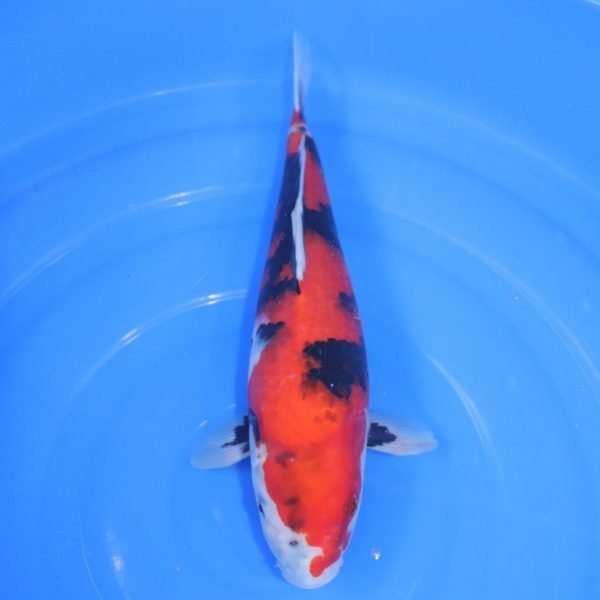 Carpe Koi japonaise Showa 38cm