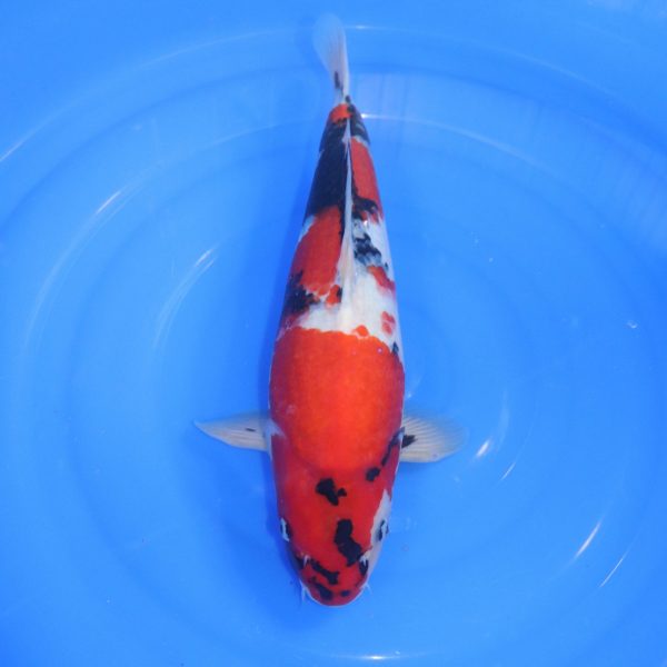 Carpe Koi japonaise Showa 44cm