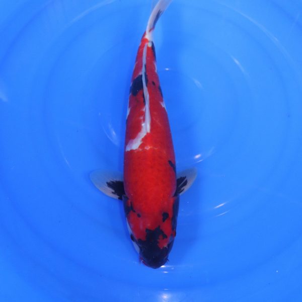 Carpe Koi japonaise Showa 44cm