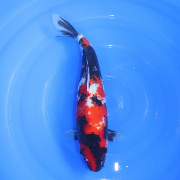 Carpe Koi japonaise Showa 37cm