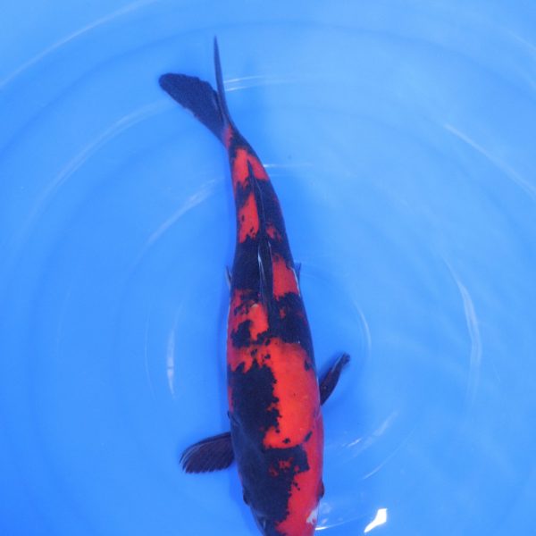 Carpe Koi japonaise Showa 38cm