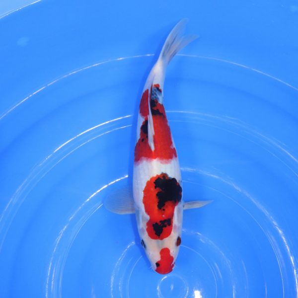 Carpe Koi japonaise Showa 34cm