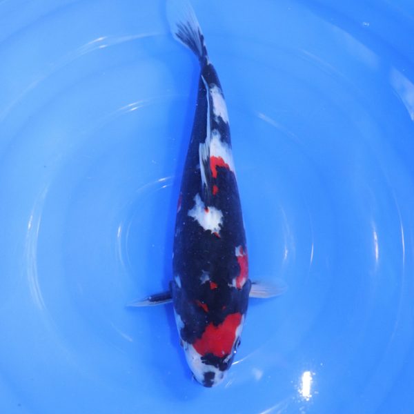 Carpe Koi japonaise Showa 35cm