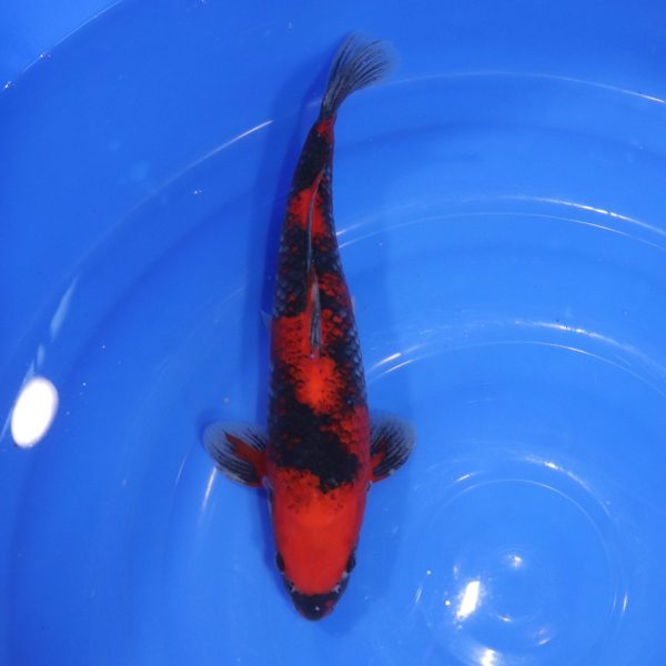 Carpe Koi japonaise Goshiki 34cm