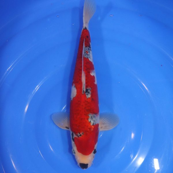 Carpe Koi japonaise Goshiki 35cm